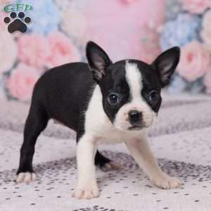 Petunia, Boston Terrier Puppy